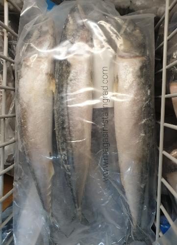 Maquereau entier (Whole Round) 500g+ — Carton 10 kg (PRO)
