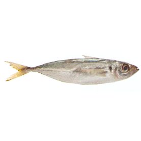 POISSON CHINCHARD 600G 18KG PRO