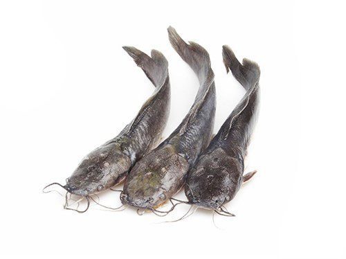 Poisson-chat (Catfish) surgelé — Carton 4 kg (PRO)