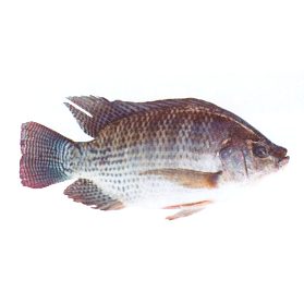 Tilapia noir entier surgelé — carton 4 kg (PRO)
