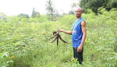 Racines de manioc (cassava) fraîchement récoltées dans un champ