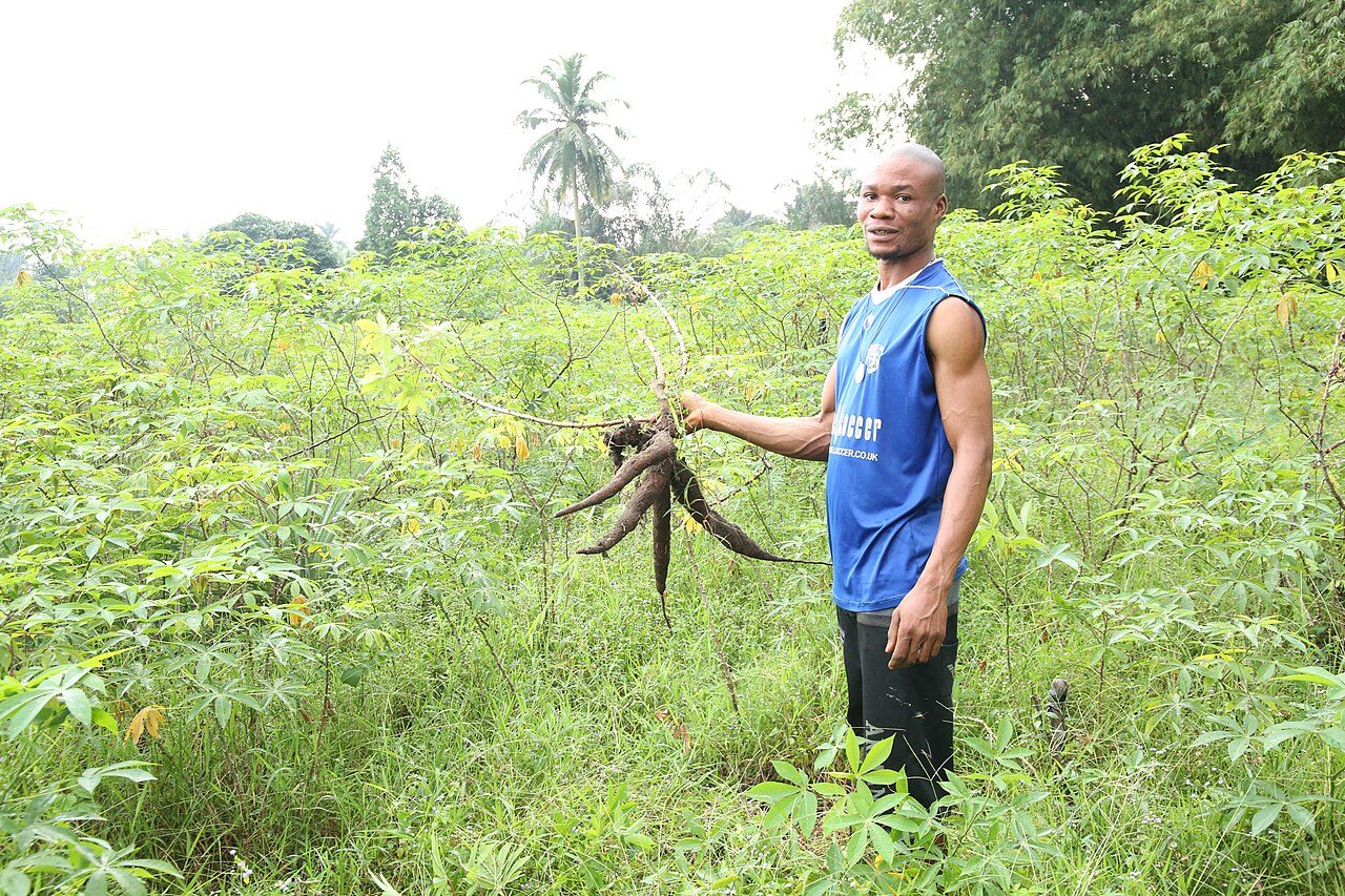 Racines de manioc (cassava) fraîchement récoltées dans un champ