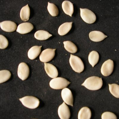 EGUSI
