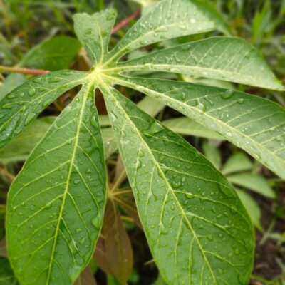Feuilles de manioc (Pondu)