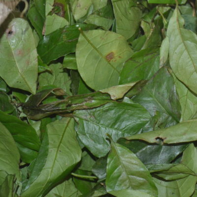 Nfumbwa (Okok / Eru) - frais, 500 g