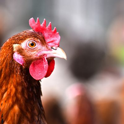 Poulet fermier « poulet dur » — la pièce